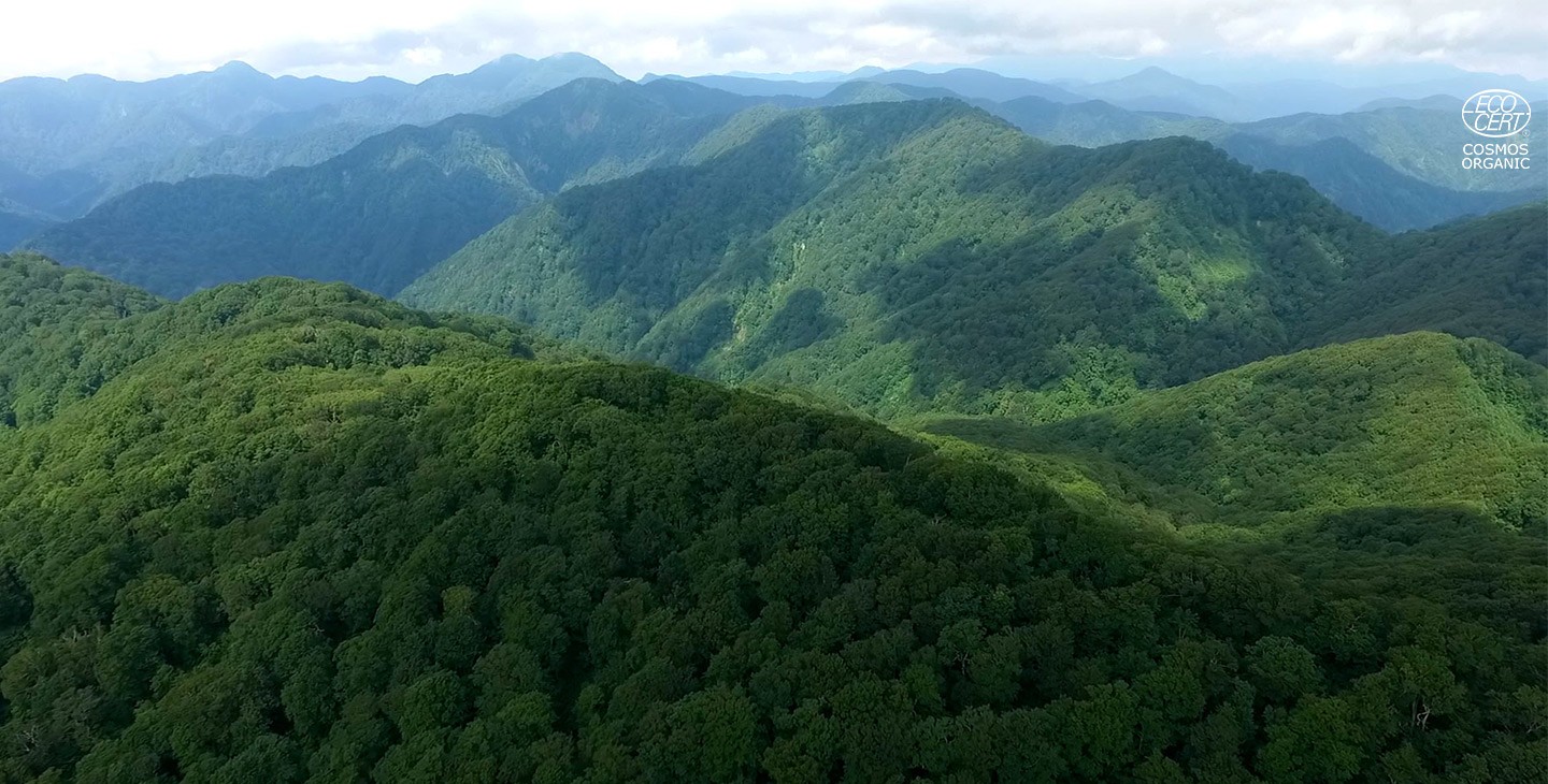 SHIRAKAMI MIŠKAI JAPONIJOJE